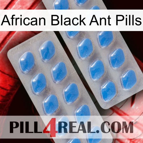 African Black Ant Pills 23.jpg